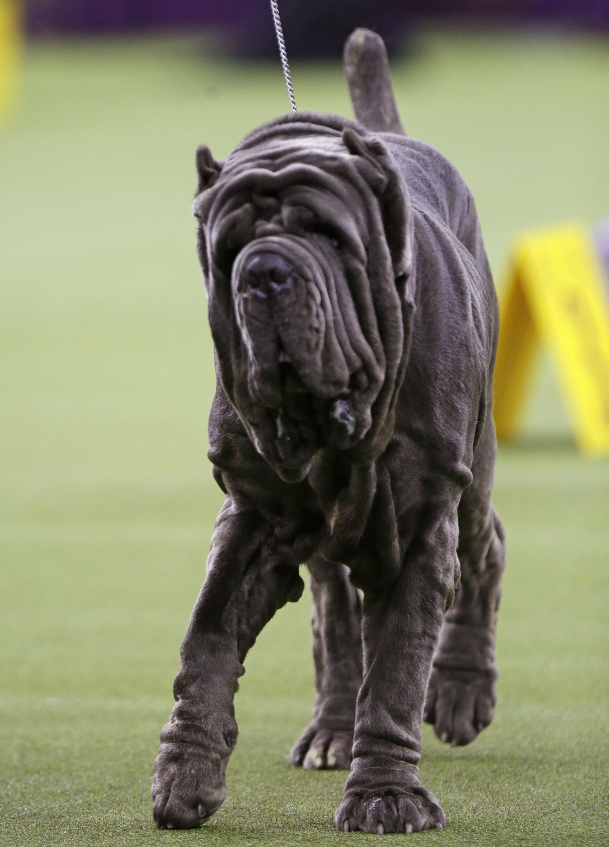 Westminster Dog Show
